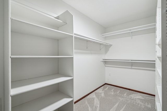 spacious closet featuring carpet