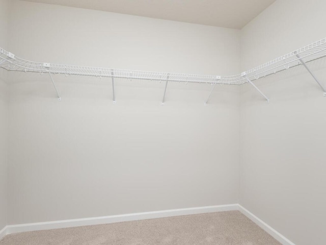 walk in closet featuring carpet floors