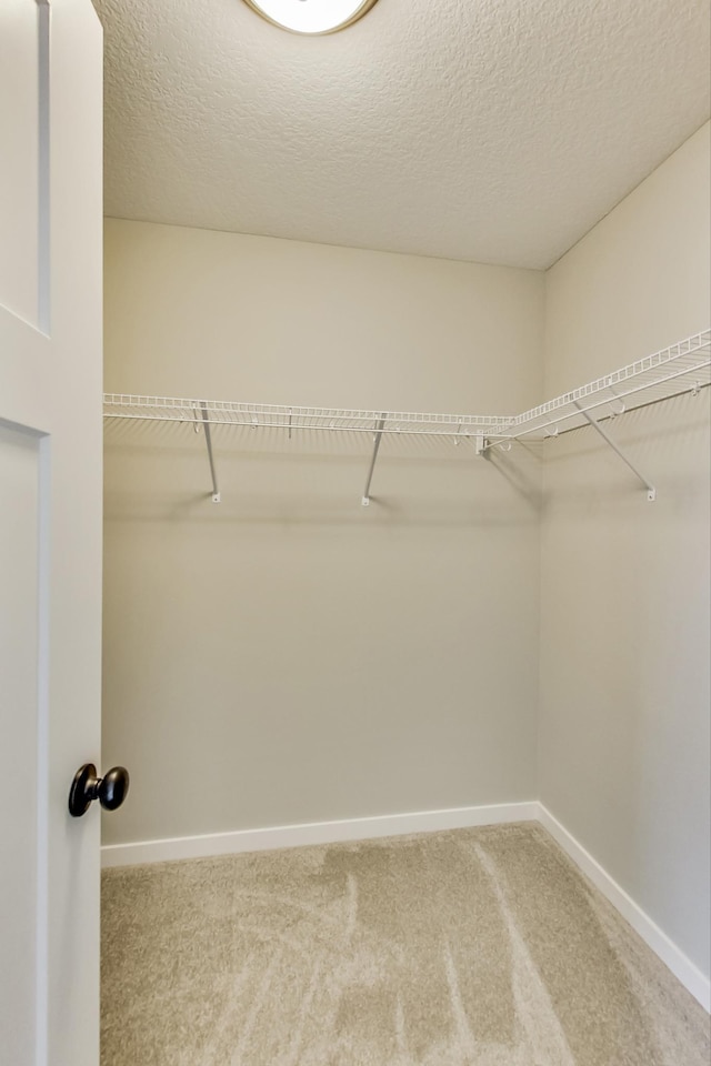 walk in closet with carpet flooring