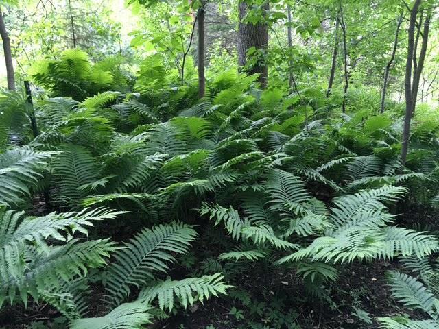 view of nature with a forest view