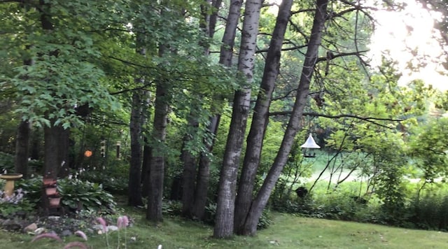 view of yard featuring a wooded view