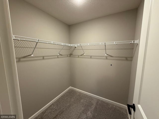 walk in closet featuring carpet flooring