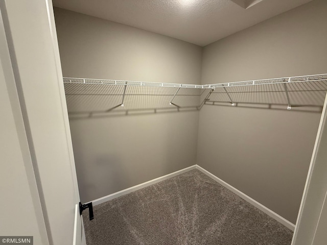 walk in closet featuring carpet