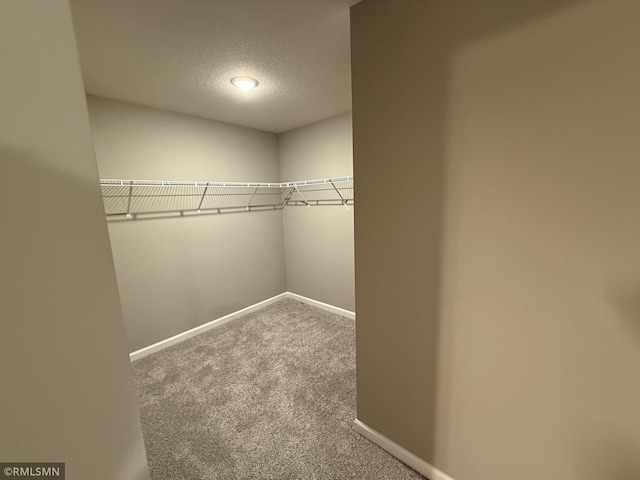 walk in closet with carpet flooring