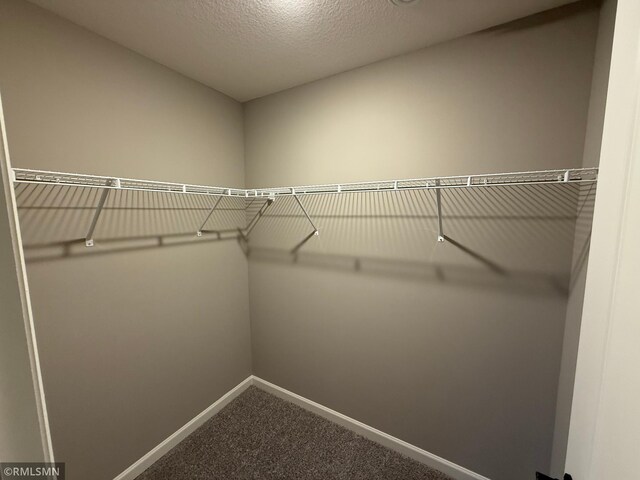 spacious closet featuring carpet flooring