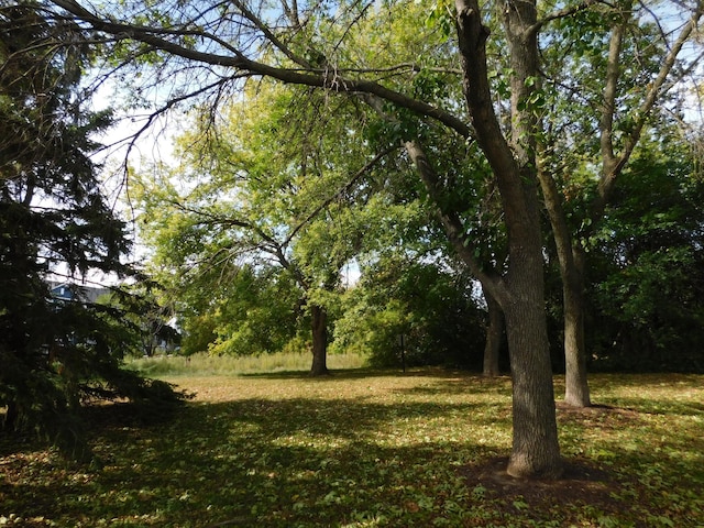 view of local wilderness