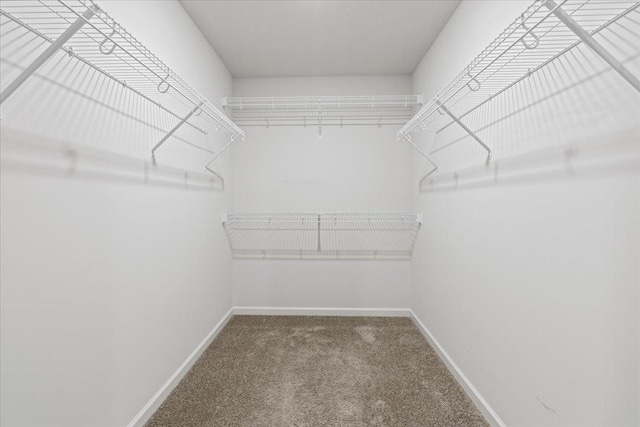 walk in closet featuring carpet floors