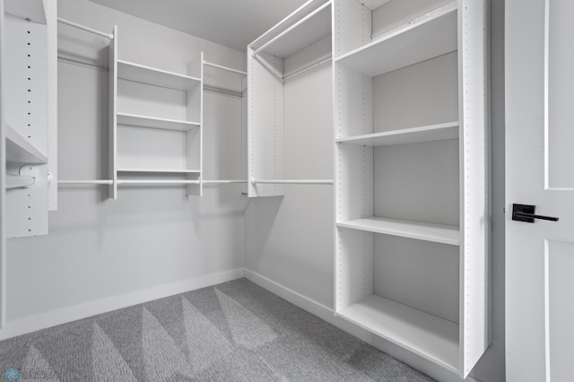 walk in closet with carpet floors