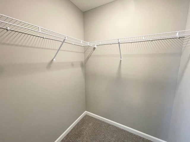 walk in closet featuring carpet floors