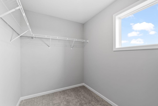 spacious closet with carpet