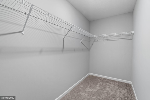 walk in closet featuring carpet floors