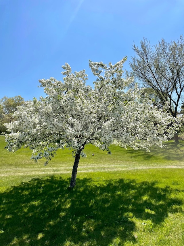 view of property's community featuring a lawn