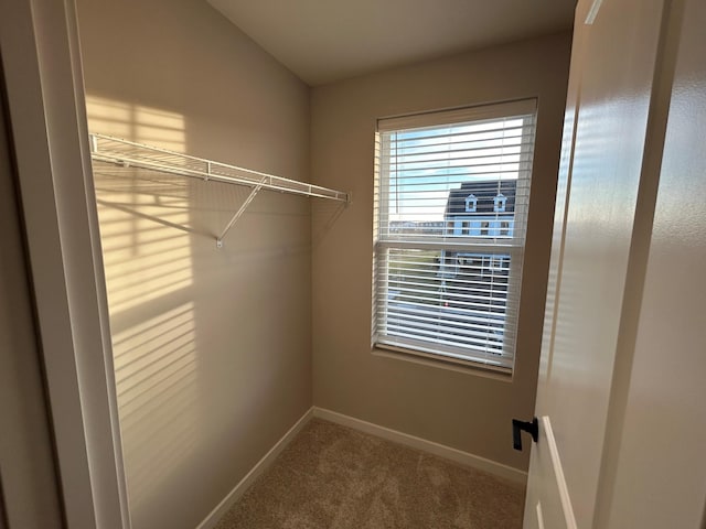 spacious closet featuring carpet floors