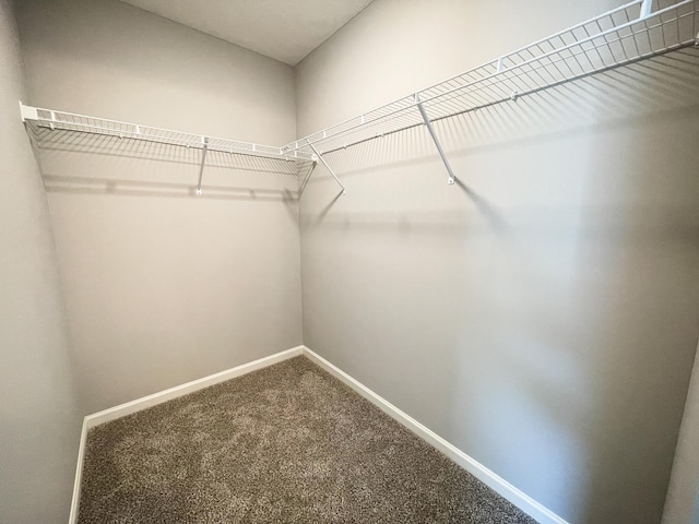 walk in closet featuring carpet