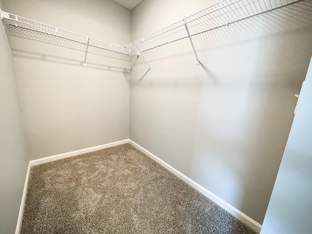 spacious closet featuring carpet floors