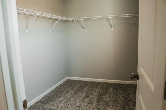 spacious closet featuring carpet