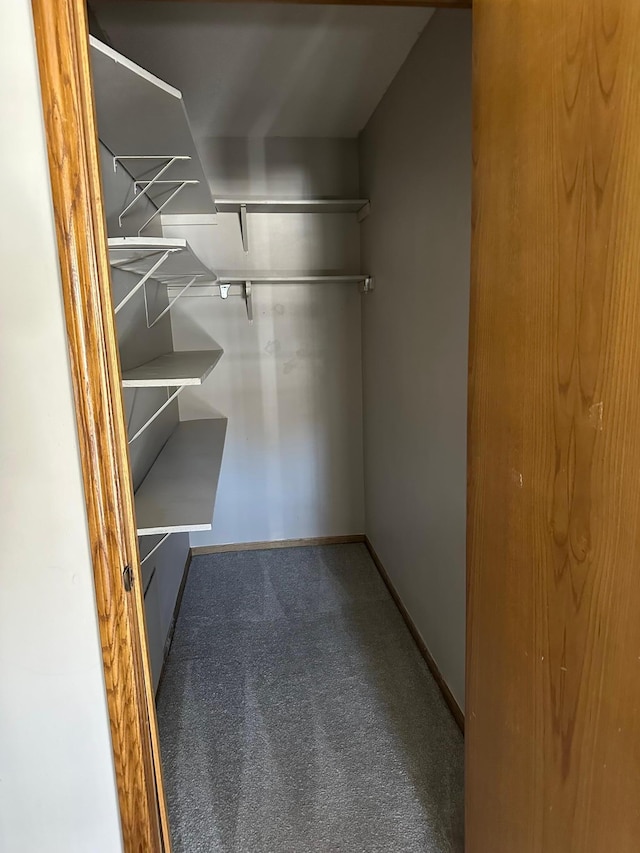 walk in closet featuring carpet floors