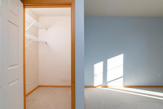 walk in closet featuring carpet flooring