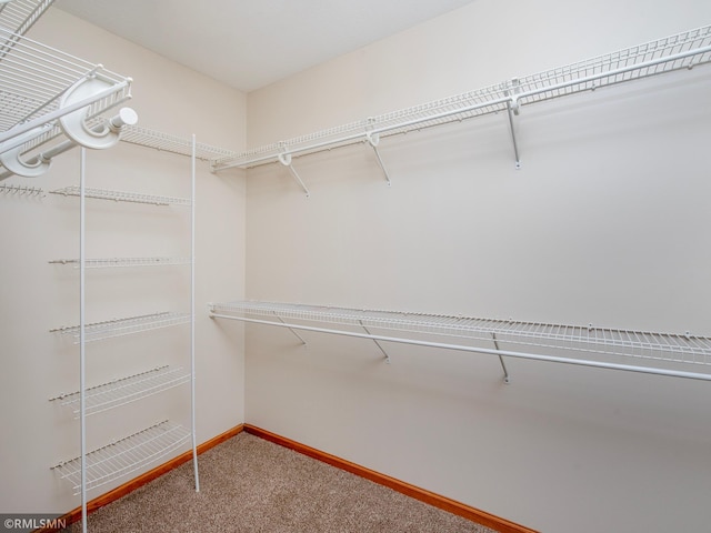 walk in closet featuring carpet