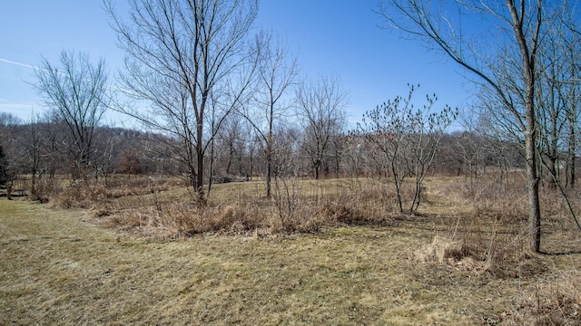 view of local wilderness