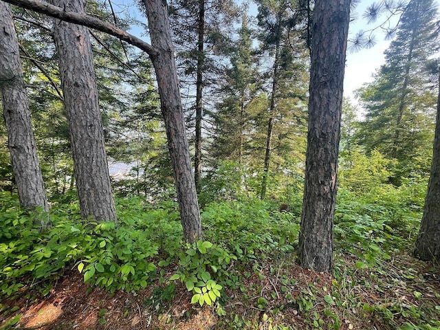 11766 Island Shore Ln, Park Rapids, MN 56470 - view of tree filled area