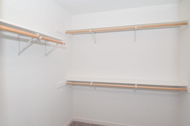 spacious closet featuring carpet flooring