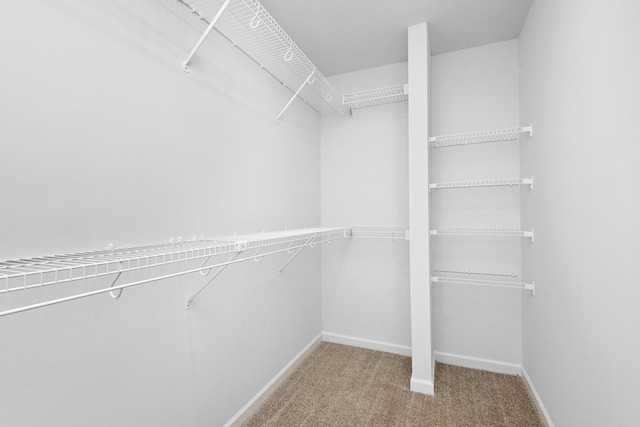 spacious closet featuring carpet flooring