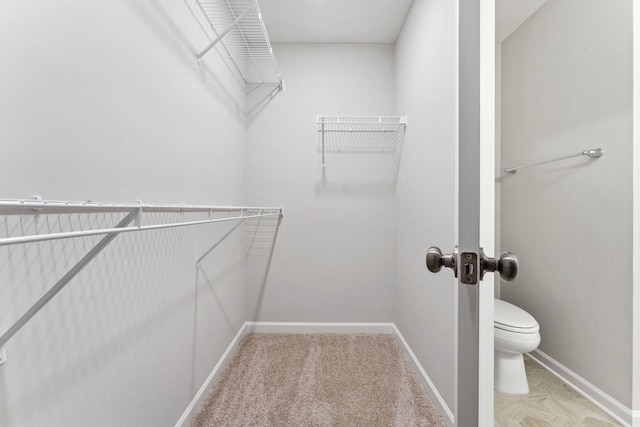 walk in closet with carpet flooring