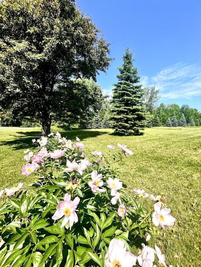 9551 230th St E, Lakeville, MN 55044 - view of green lawn