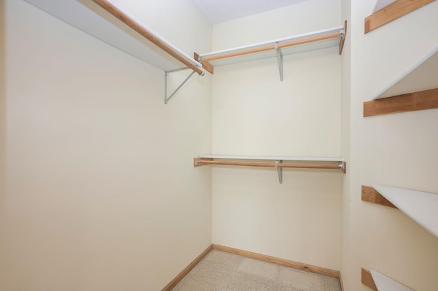 spacious closet featuring carpet