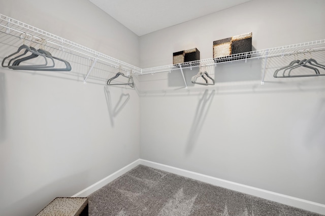 walk in closet featuring carpet floors