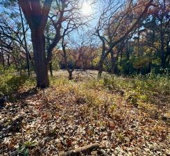 view of local wilderness