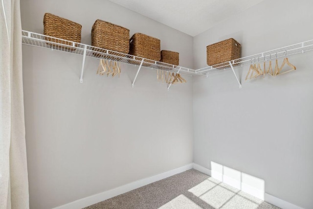 walk in closet featuring carpet floors