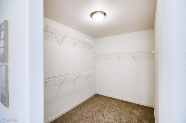 walk in closet featuring carpet