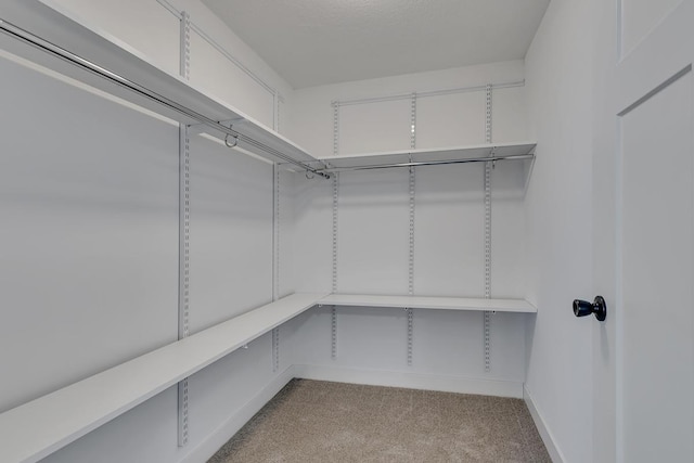 walk in closet featuring carpet floors