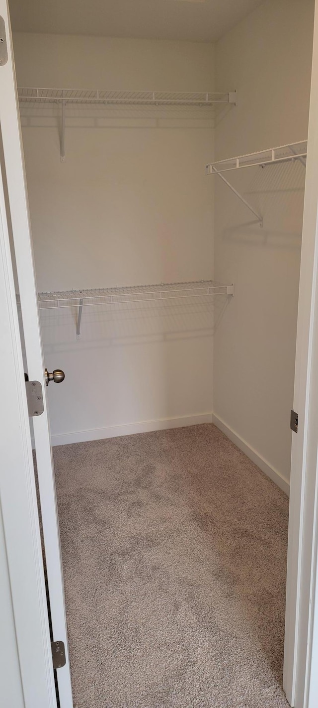 spacious closet with carpet floors