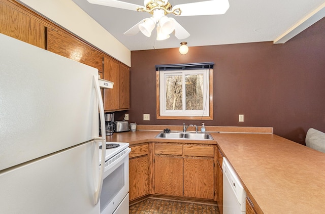 kitchen with white appliances, a ceiling fan, a sink, under cabinet range hood, and brown cabinets