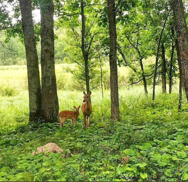 view of local wilderness