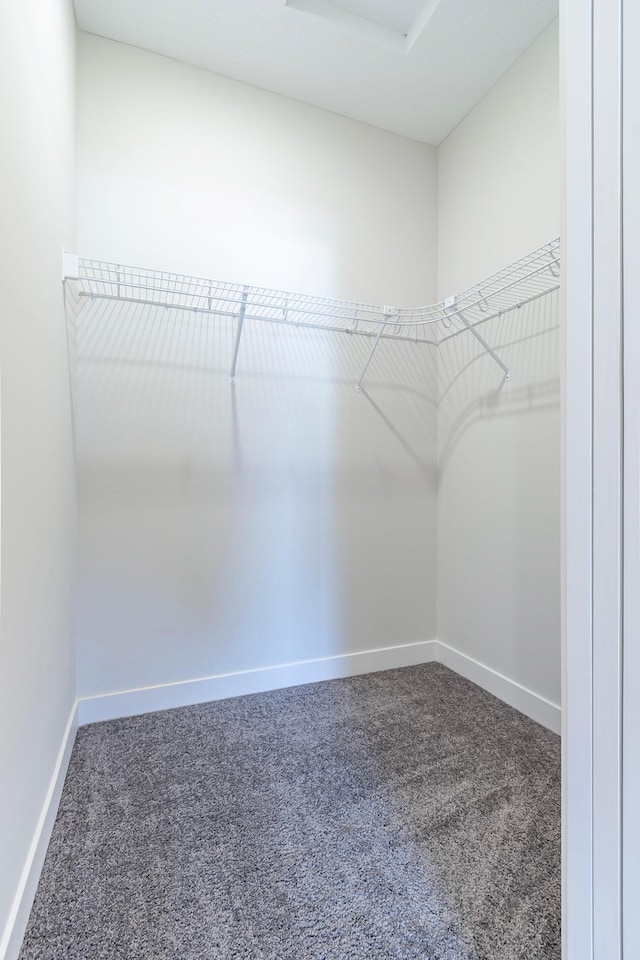 walk in closet featuring carpet flooring