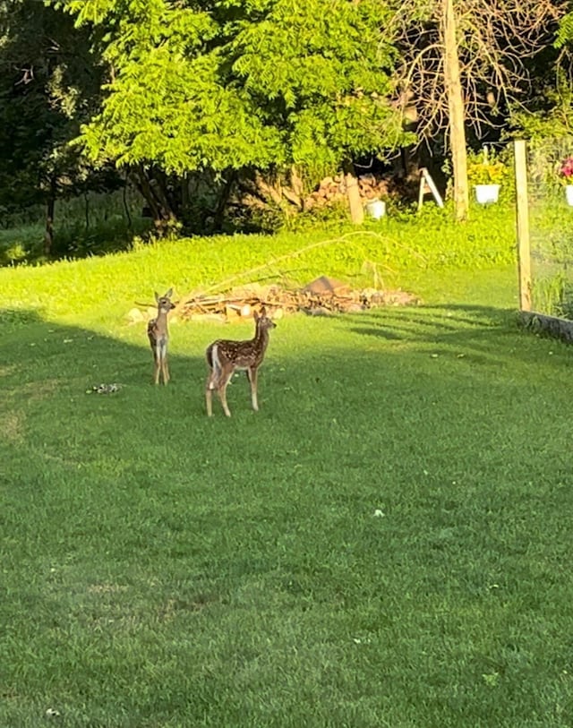 view of community with a lawn