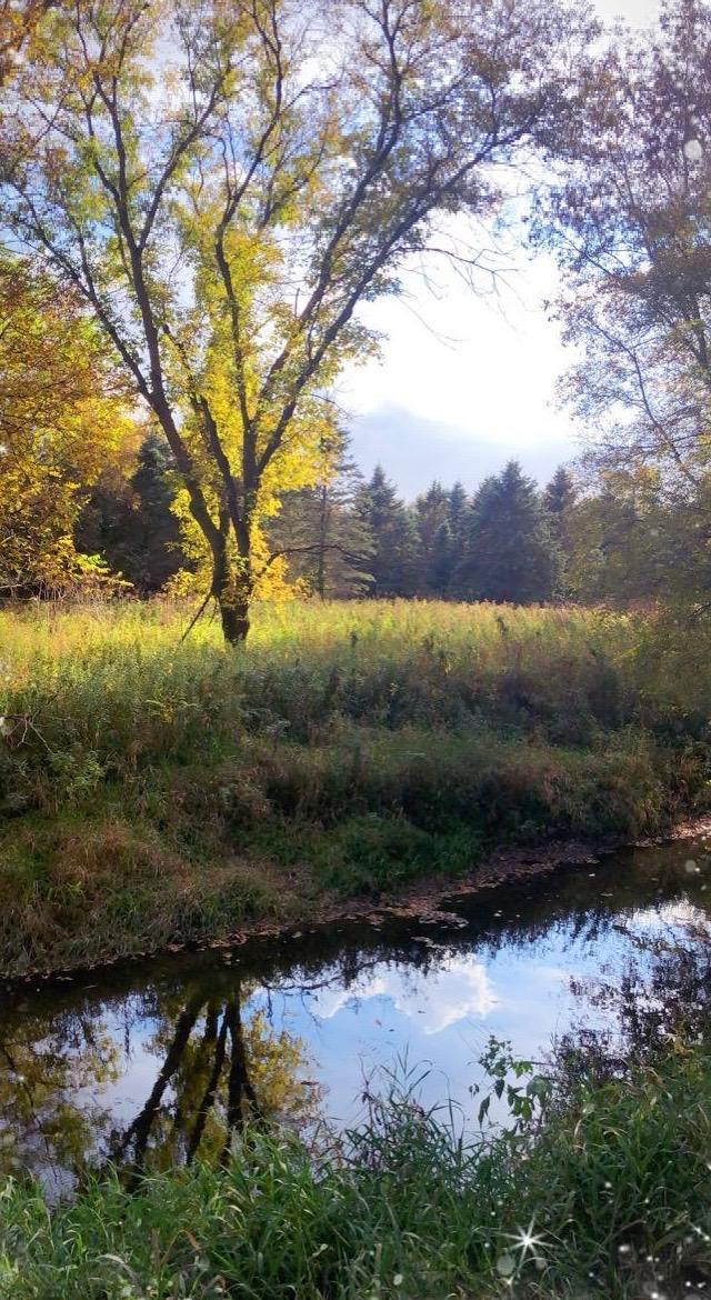 property view of water featuring a view of trees