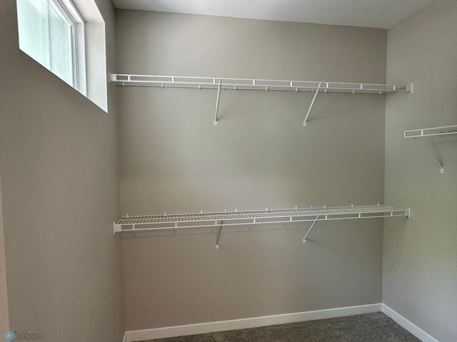 walk in closet featuring carpet flooring