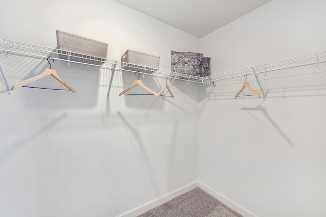 walk in closet with carpet flooring