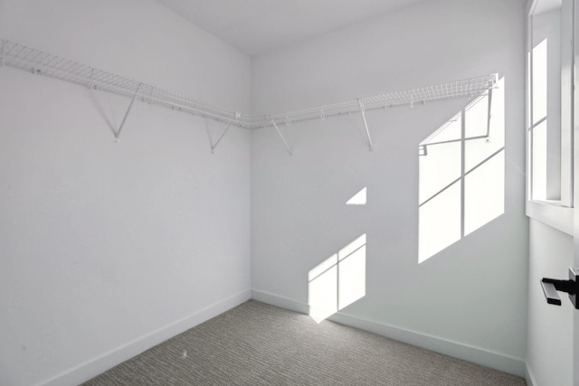 walk in closet with carpet floors