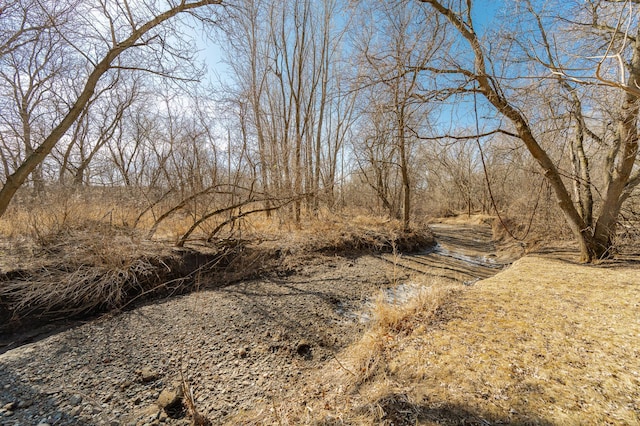 view of local wilderness