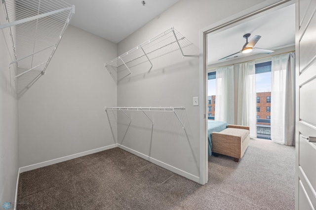 spacious closet featuring carpet and ceiling fan