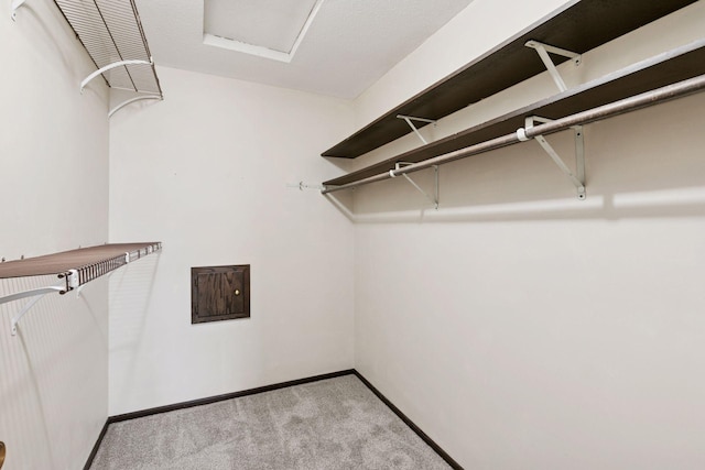 spacious closet featuring carpet floors