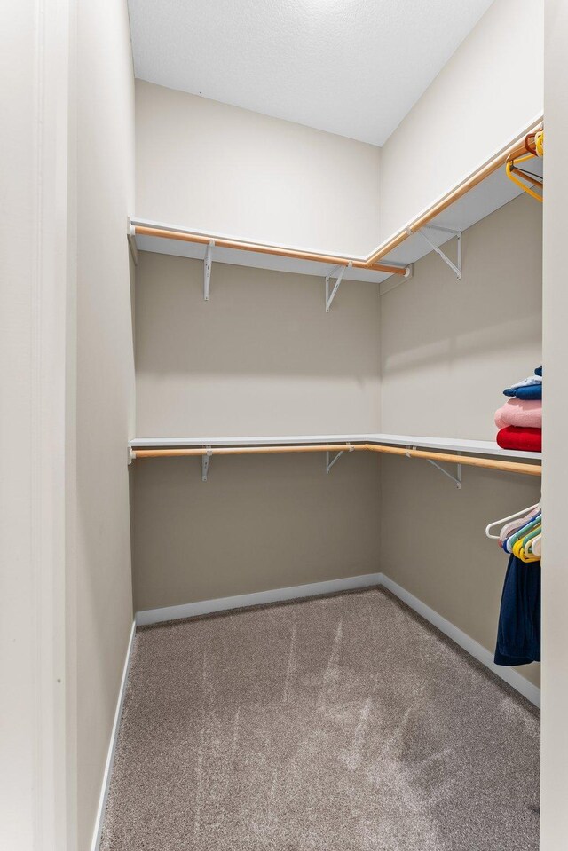 spacious closet featuring carpet