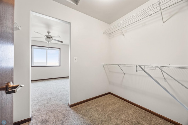 walk in closet with ceiling fan and carpet floors