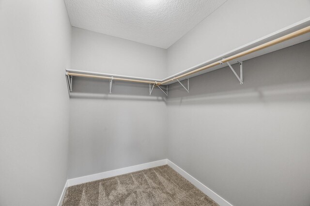 spacious closet featuring carpet